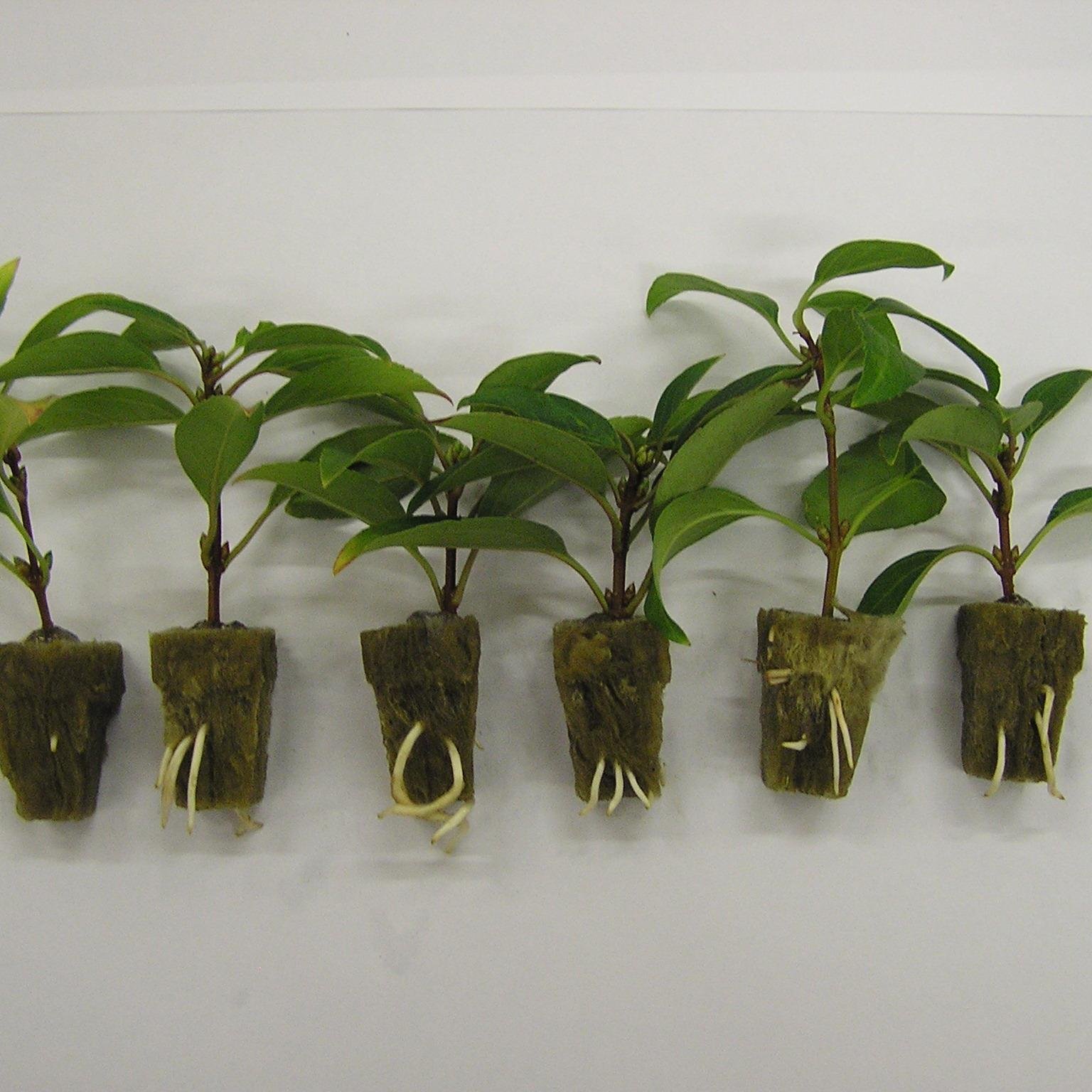 Propagation Gels for cloning plants