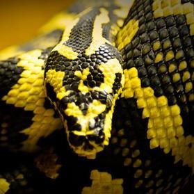 Jungle Carpet Pythons are one of the most attractive pythons that can be kept in captivity.  Visit us at: http://t.co/9VrfuHvdxq