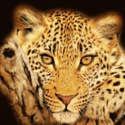 jaguarroldan Profile Picture