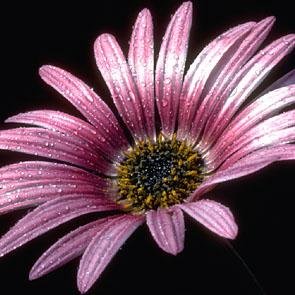 CambridgeHerbal's profile picture. Medical Herbalist practising in Cambridge.  I offer consultations, workshops, talks.