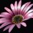 CambridgeHerbal's profile image