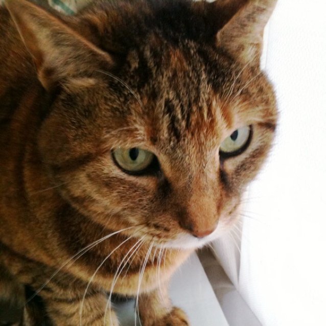 ヲタク。呟いていることは日常垂れ流しばっか。 珈琲、ねこだいすき。  ★フォロリク許可、気長にお待ちください★成人済20↑