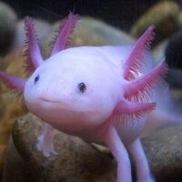 ujm 🍣 (@ujm) 's Twitter Profile