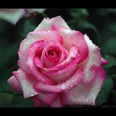 najoo_ms's profile picture. 