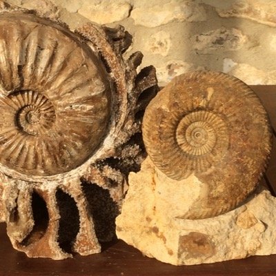 Charmouth Fossil Shop. Fossil collectors on the Jurassic coast, with a fossil shop on Charmouth sea front.