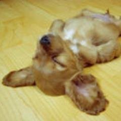 うたうたいになったら、うたのなかでは奔放になれるかもしれない……いや、結局じぶんのなかにあるものしかうたえない？只今その辺りを思案中。（ほぼ冬眠中）