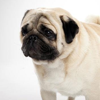 I ♥ pugs