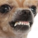 Kayli - @CarlHanson1776 - Twitter