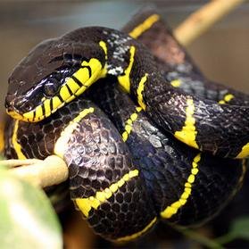 Mangrove Snake's are one of the most commonly kept exotic species of snakes in the pet trade.  Learn more about them at:  http://t.co/dkASamdfQe
