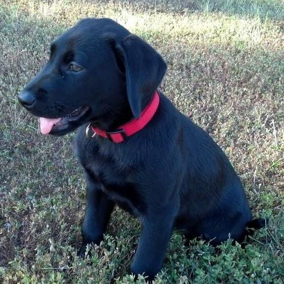 dhopp82's profile picture. Educator, Supervisor of Instructional Technology, Runner