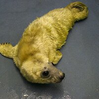 sealsanctuary(@sealrescue) 's Twitter Profile Photo