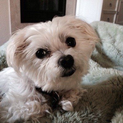 demchristian2's profile picture. Christian woman who is fed up with the political parties and isn’t afraid to voice opinions.