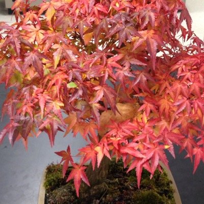 minniappleis's profile picture. actions speak louder than words!