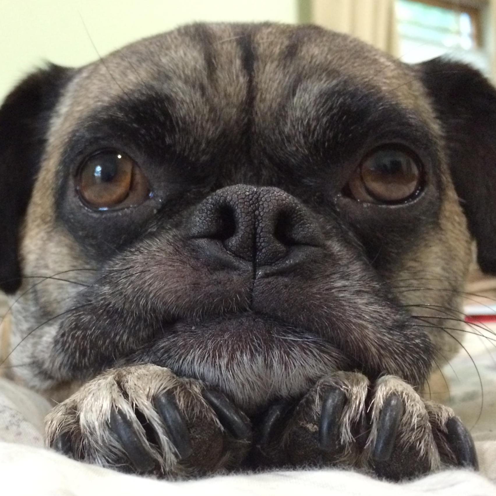 Life is good!  I like walks, treats, and snuggling with my family.