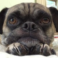 Ichabod Pug (@ichabodpug) 's Twitter Profile