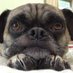 Ichabod Pug (@ichabodpug) Twitter profile photo