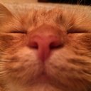 Reggie Long Tail - @TailReggie - Twitter