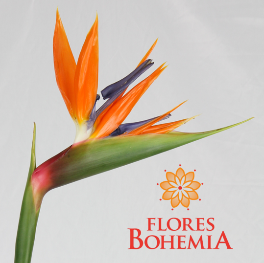 FloresBohemia Profile Picture