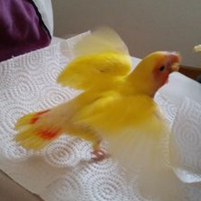 AlvarezCave's profile image