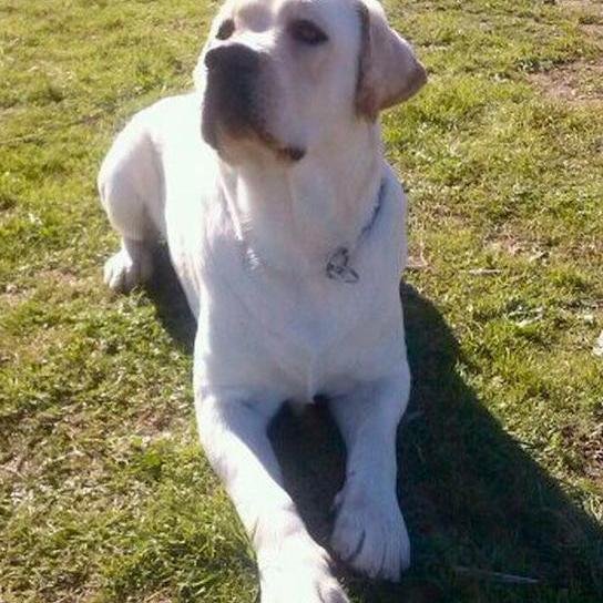 Centro Canino Cambalache es un criadero de perros de raza cuyo propósito es mantener y mejorar el estándar de cada raza y proveer a sus clientes de cachorros.
