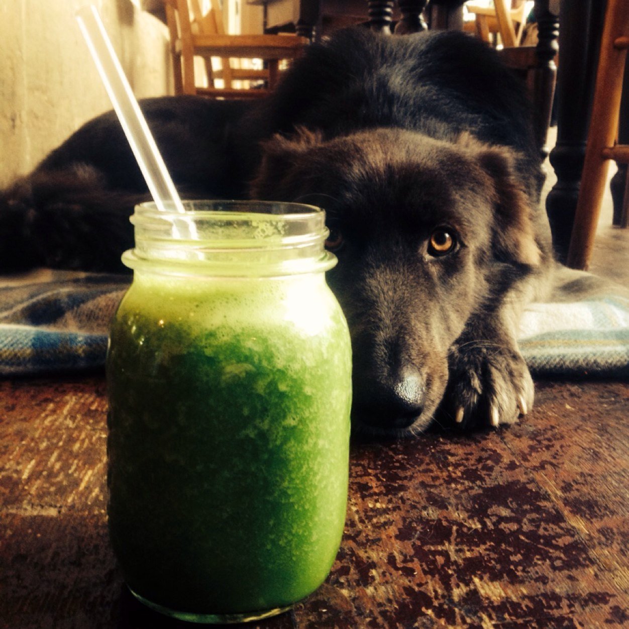 Organic Juice & Blend Bar • Selected range of Plant Based Whole Foods • Organic Fruit & Veg • Best Shop Dog In The World