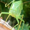 David Mortimer - @panthergaffa - Twitter