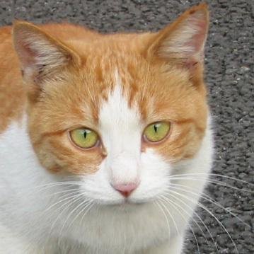 hideki_cat's profile picture. クイズ、パズルとネコが好きです。♂ I have no plan and no policy.