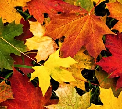 tntnkids5's profile picture. 