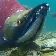 OncorhynchusRex's profile picture. 