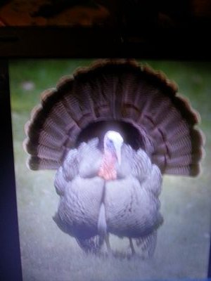 jimbohunter5002's profile picture. 