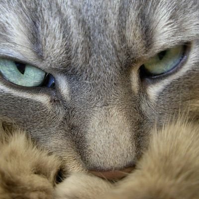 Ayal007's profile picture. 