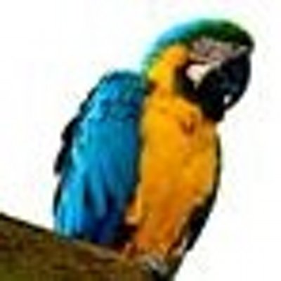 Tropic island bird and supply 2025
