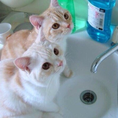 無理を通して道理を蹴っ飛ばす。 『人間万事塞翁が馬』猫好きで褒められたくて必死な『豆腐ﾒﾝﾀﾙ』です。ﾌｫﾛｰは気軽にィｼﾞｮｼﾞｮ/ﾛｰﾄﾞﾊﾞｲｸ/猫/オムライス/山本彩/ﾄﾞﾗｺﾞﾝｸｴｽﾄ/ドラマスター/東京03/ｸﾞﾚﾝﾗｶﾞﾝ/ｷﾙﾗｷﾙ12.12