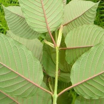 Kratom Legal Center - Kratom Website Reviews - Kratom News - http://t.co/ky0Mtc36yl