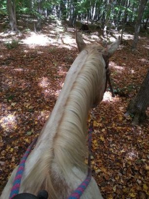 crazyhorsegirl0's profile picture. Just another horse obsessed girl