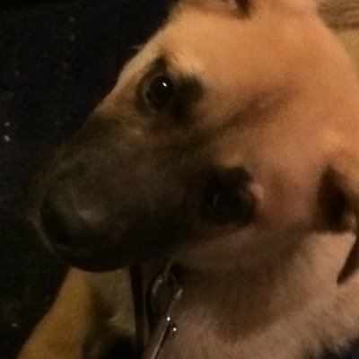 Parent to 3 girls, have a German Shepherd X, 2 cats! Like various things and love to keep informed. Lets have some fun!