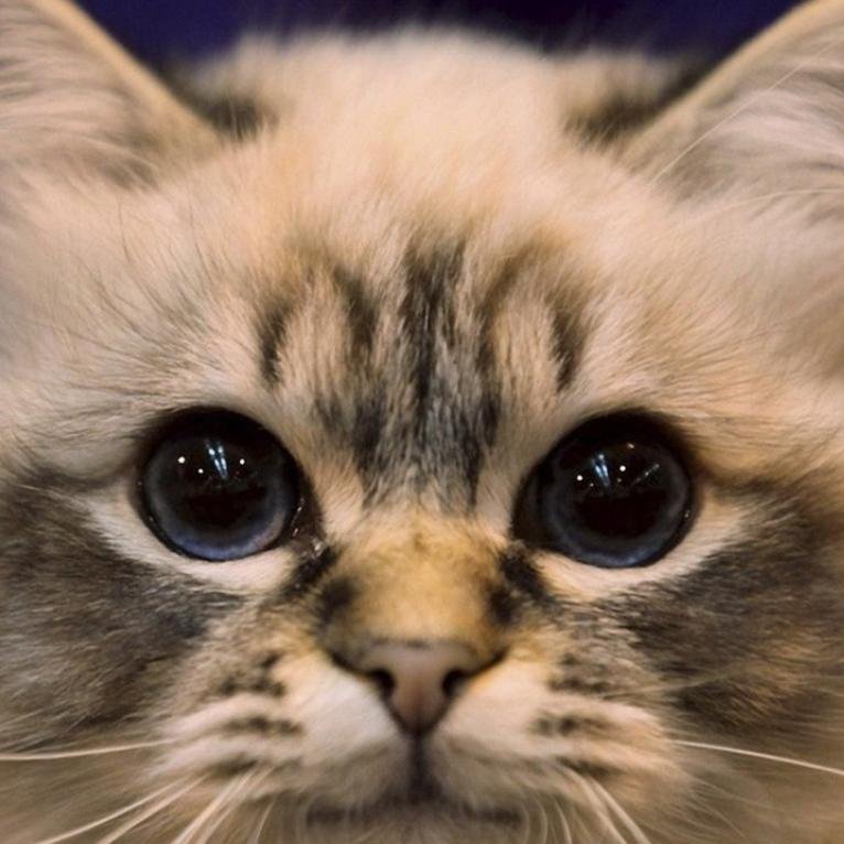 GetukCaem's profile picture. 