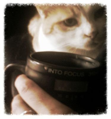 Cat naps and cat nip