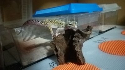 レオパφ(゜゜)ノヒョウモントカゲモドキ大好きです☆爬虫類好きです♪♪