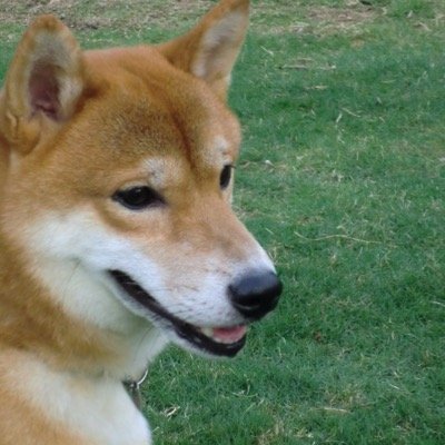 柴犬になめれてるおっさん広告屋