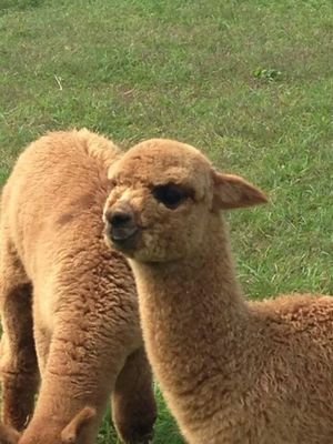 mygreatonehawks's profile picture. Medicinal student , neurosurgery ,tongji