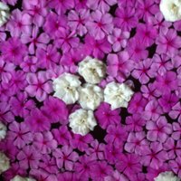 Pamela Cushing (@cushingpamela) 's Twitter Profile