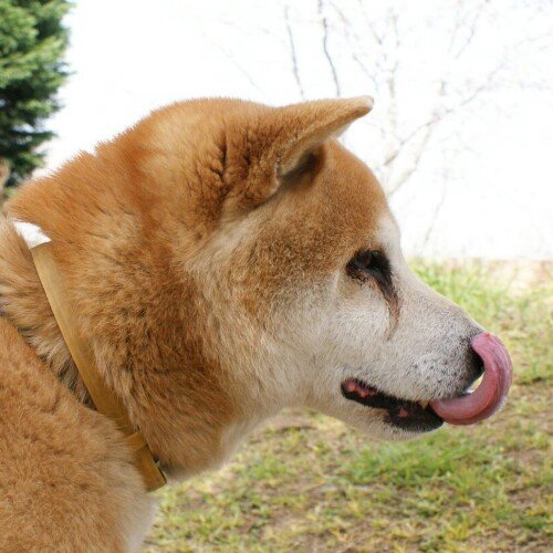 12歳クール柴犬エンジニア。もっふりした動物が好きです。
競プロ好きでD言語でAtCoderをやっています。
推しはハクネコ(うたわれるもの), 橘さんと市原さん(デレマス), アグネスタキオン(ウマ娘) です。