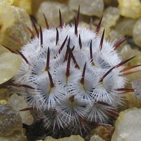 SpikesSpines's profile picture. Spikey and Spiney - that's how I like them!
Twitter feed for an avid Cactus and Succulent plant grower.