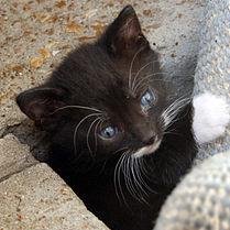 Cats rule the internet, kittens tube your life
