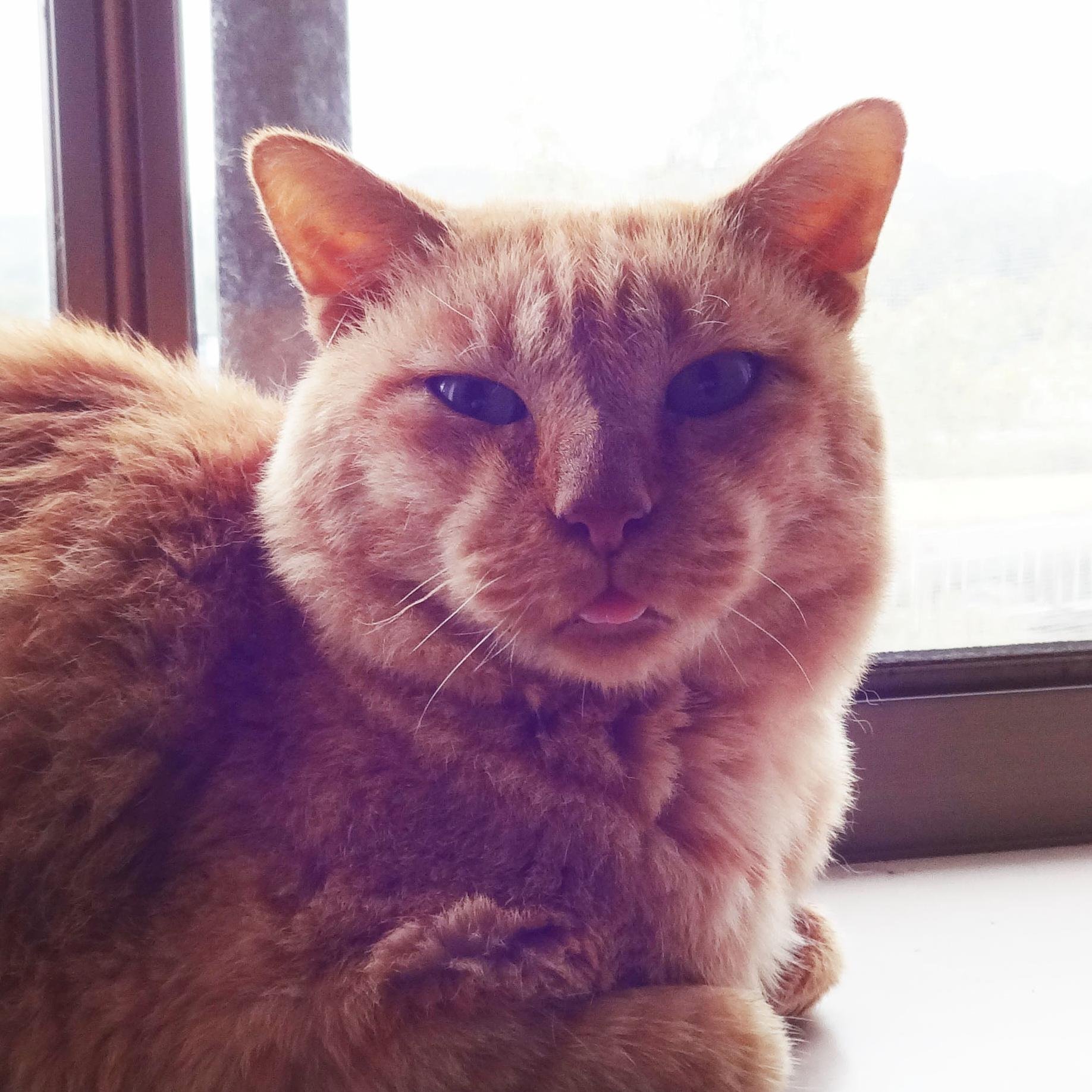 makeplus_suke's profile picture. 皆様、初めまして。makeplus 原型担当の「すけまつ」と申します。
今後も紳士の皆様に満足していただける品を造り続ける所存でありますのでご愛顧のほど宜しくお願い申し上げます。
尚、このつぶやきに関する苦情・お問い合わせは  blendy までお願いし…って、誰だおまっ…！？嫌っ…お止めくださいフミ様ぁあぁぁ！！