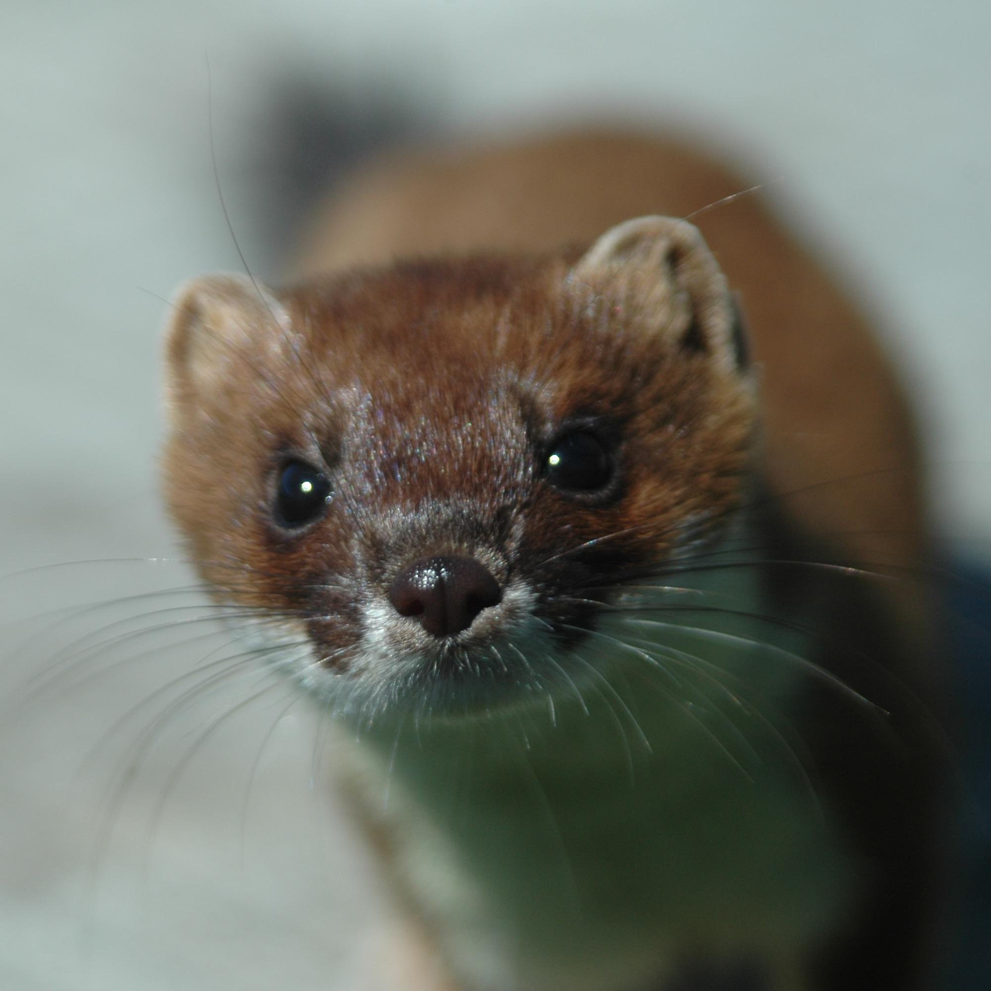 Scientist applying animal behaviour to wildlife management.  Fascinated by species interactions, sensory ecology, and individuality.