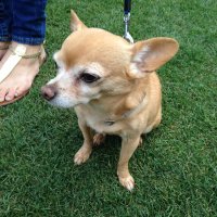 Nicole Vogelsong (@nicolevogelsong) 's Twitter Profile Photo