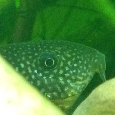 I tweet fish. Lots of fish.