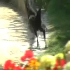 VautourdeBabel's profile picture. Big Birdy Homies